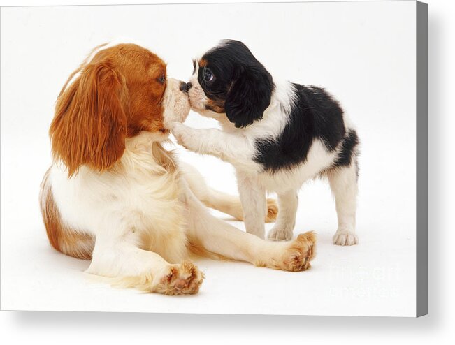 White Background Acrylic Print featuring the photograph King Charles Spaniel Dog And Puppy by Jane Burton