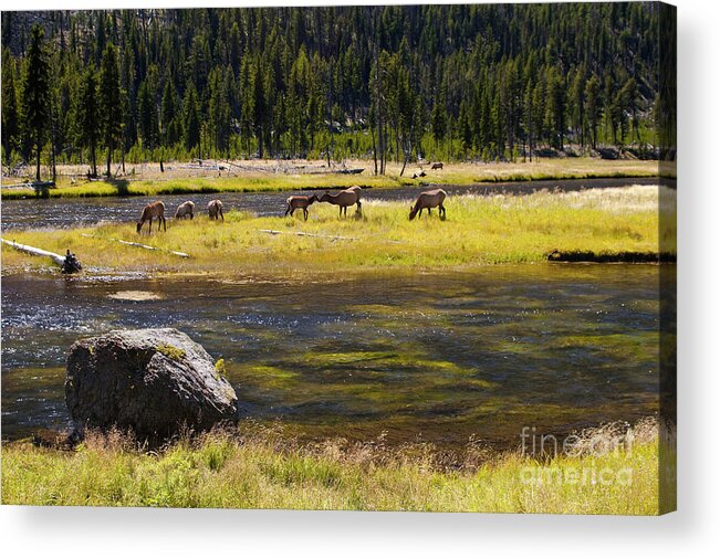Water Photography Acrylic Print featuring the photograph Kissing Elk by Keith Kapple