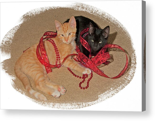 Red Acrylic Print featuring the photograph Kittens Ribbons and Beads by Judy Deist