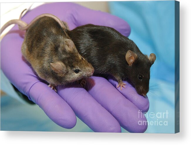 Genetic Research Acrylic Print featuring the photograph Knockout Mouse by Science Source