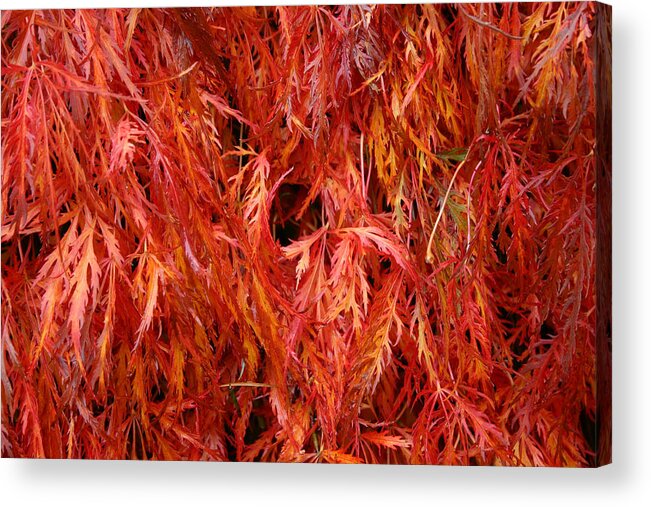 Laceleaf Acrylic Print featuring the photograph Laceleaf Fire by Joseph Bowman