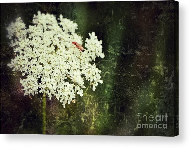 Queen Annes Lace Acrylic Print featuring the photograph Lacy Anne by Traci Cottingham
