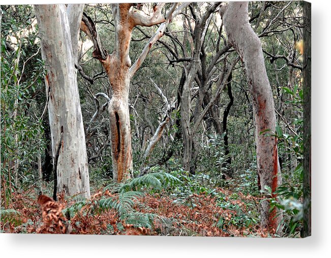 Trees Acrylic Print featuring the photograph Lady of the Forest Australia by Joanne West