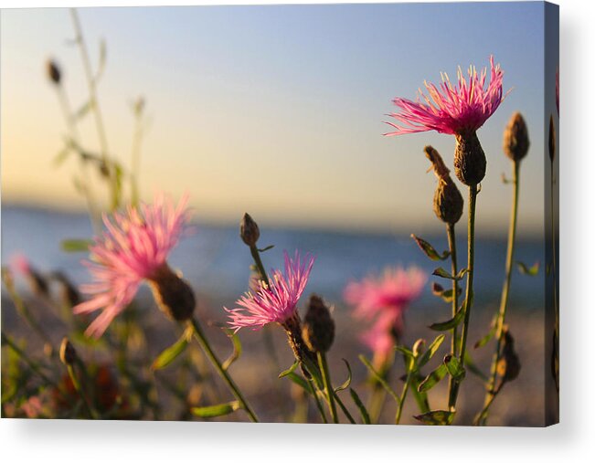 Hovind Acrylic Print featuring the photograph Lakeside Flowers by Scott Hovind