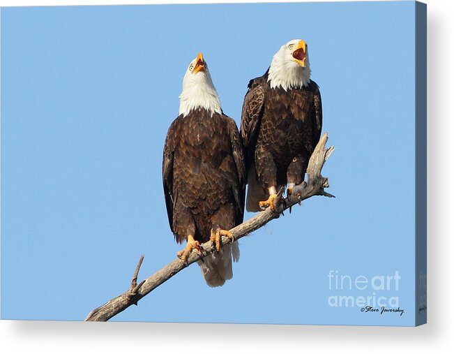 Bald Eagles Acrylic Print featuring the photograph Laughing Bald Eagles by Steve Javorsky
