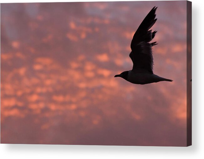 Seagull Acrylic Print featuring the photograph Laughing Gull At Sunset by Tom Singleton