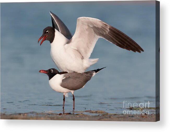 Clarence Holmes Acrylic Print featuring the photograph Laughing Gulls Mating by Clarence Holmes