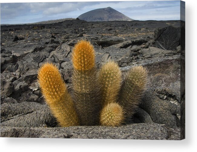 Mp Acrylic Print featuring the photograph Lava Cactus Brachycereus Nesioticus by Pete Oxford