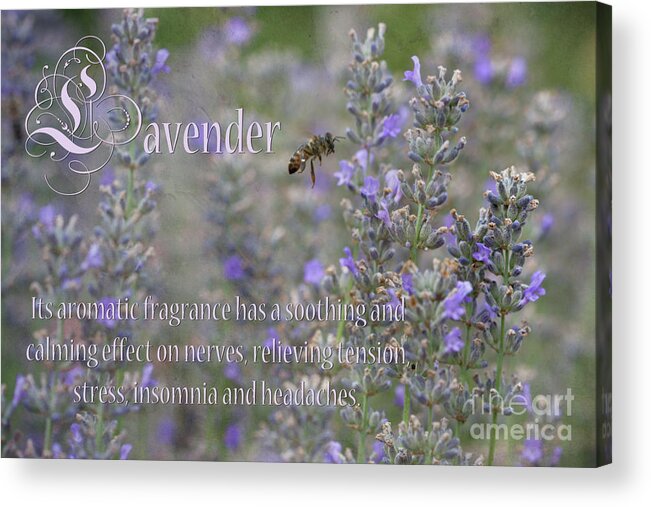 Lavender Acrylic Print featuring the photograph Lavender by Carole Lloyd