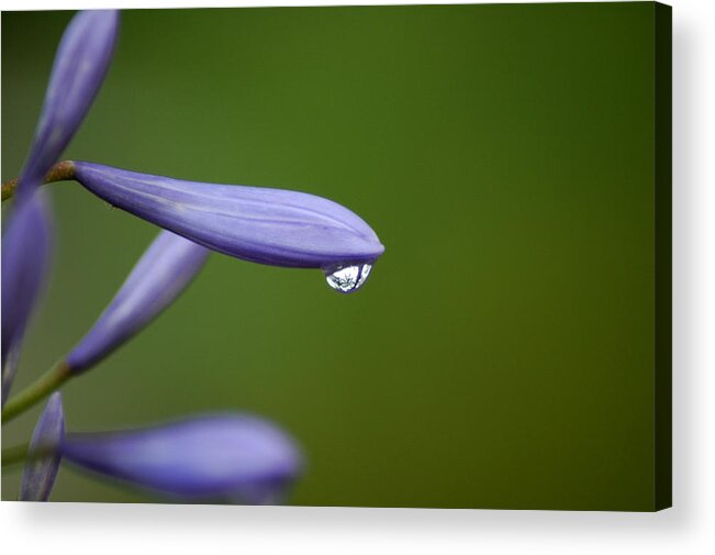 Flower Acrylic Print featuring the photograph Lavender by David Weeks