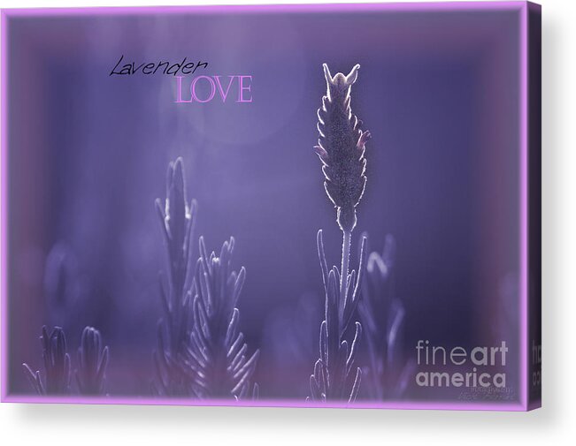 Lights Acrylic Print featuring the photograph Lavender Love by Vicki Ferrari