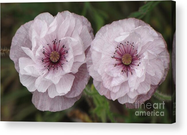 Shirley Poppies Acrylic Print featuring the photograph Lavender Poppies by Michele Penner