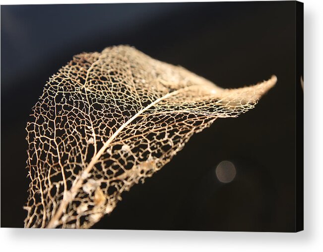 Leaf Acrylic Print featuring the photograph Leaf Skeleton by Cathie Douglas