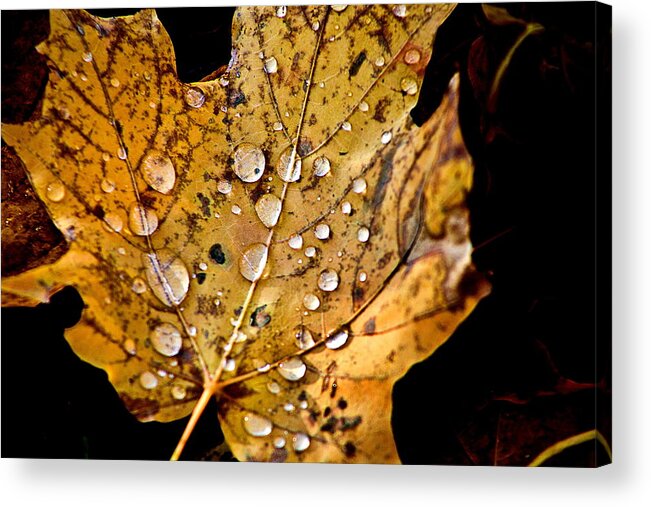 Fall Leaf With Water Droplets Acrylic Print featuring the photograph Leafwash by Burney Lieberman