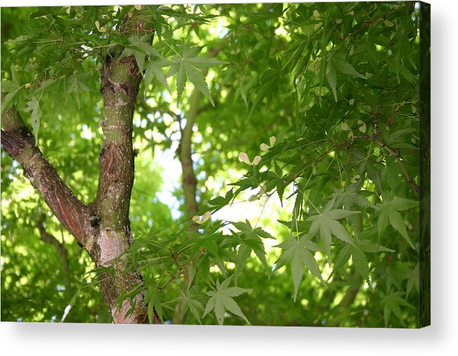 Leaf Acrylic Print featuring the photograph Leaves of Green by Joseph Bowman