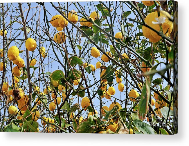 Food And Drink Acrylic Print featuring the photograph Lemons hanging on tree by Sami Sarkis