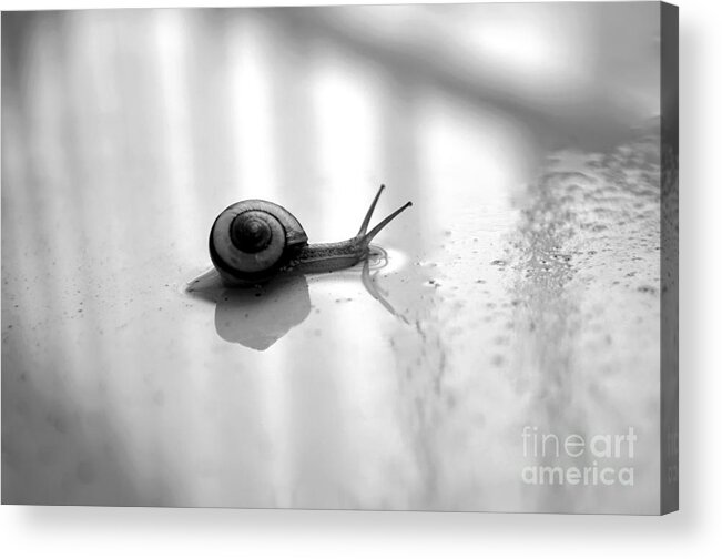Slug Acrylic Print featuring the photograph Life in the Slow Lane by Dean Harte
