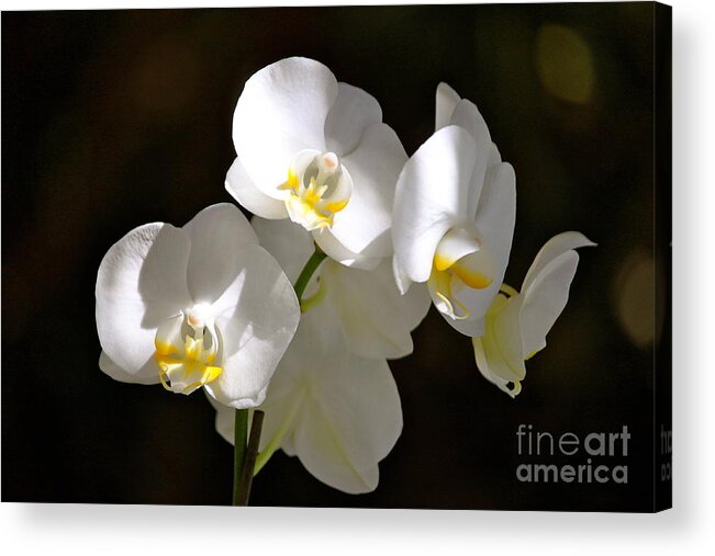 Orchids Acrylic Print featuring the photograph Light on White by Michael Cinnamond