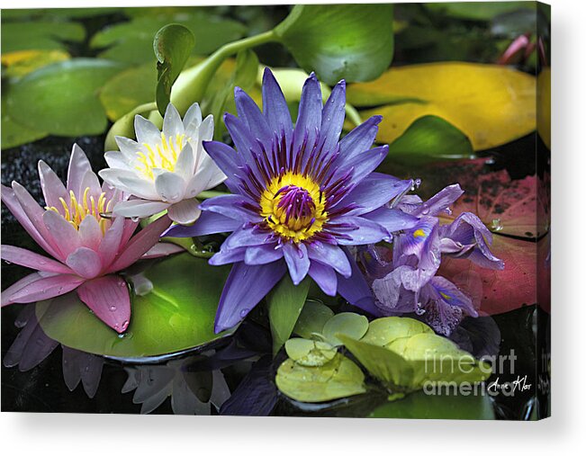 Waterlily Acrylic Print featuring the photograph Lilies No. 16 by Anne Klar