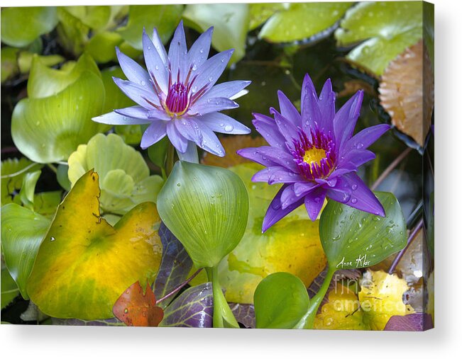 Water Lilies Acrylic Print featuring the mixed media Lilies No. 2 by Anne Klar