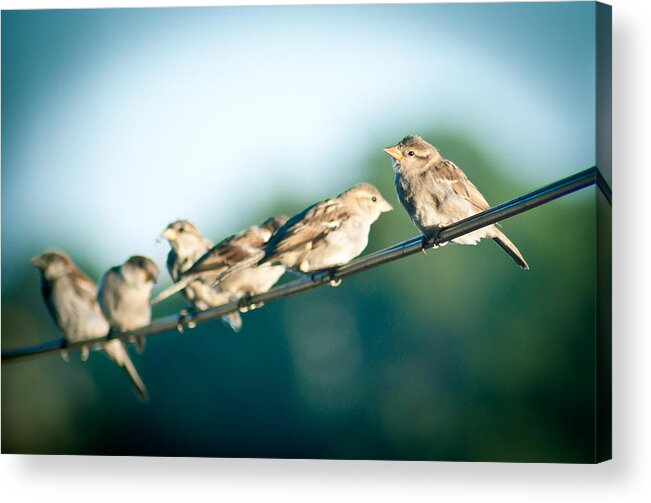 Birds Acrylic Print featuring the photograph Lines of Communication by Jason Heckman