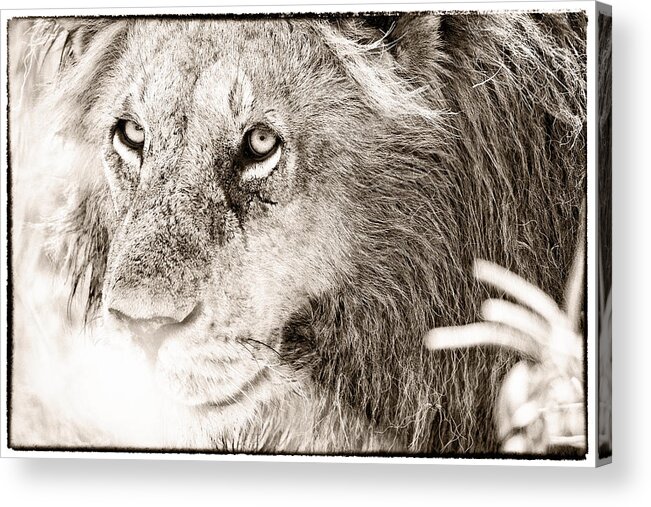 Lion Acrylic Print featuring the photograph Lion in Concentration by Perla Copernik