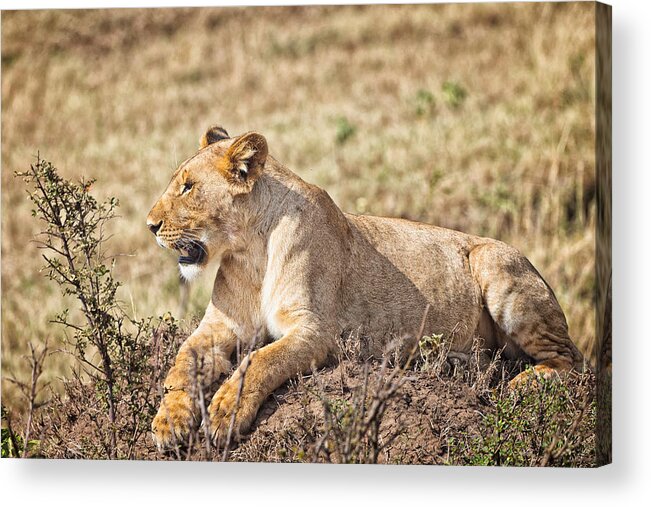 Lioness Acrylic Print featuring the photograph Lioness Relaxing by Perla Copernik