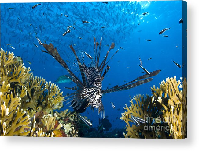 Fish Acrylic Print featuring the photograph Lionfish Foraging Amongst Corals by Steve Jones