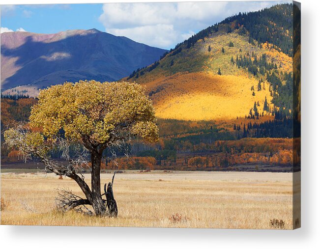 Aspen Acrylic Print featuring the photograph Lone Tree by Jim Garrison