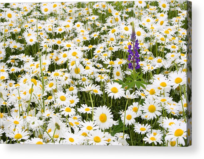 Plant Acrylic Print featuring the photograph Lonely Lupin by Larry Landolfi