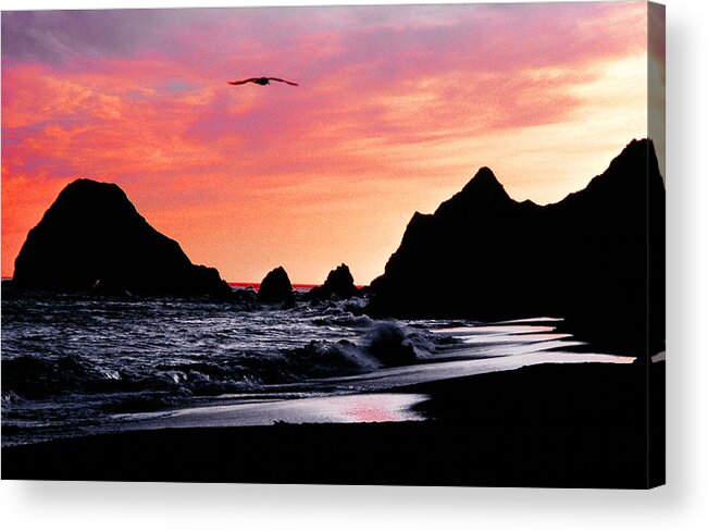 Pacific Ocean Acrylic Print featuring the photograph Lonesome Gull by Mike Flynn