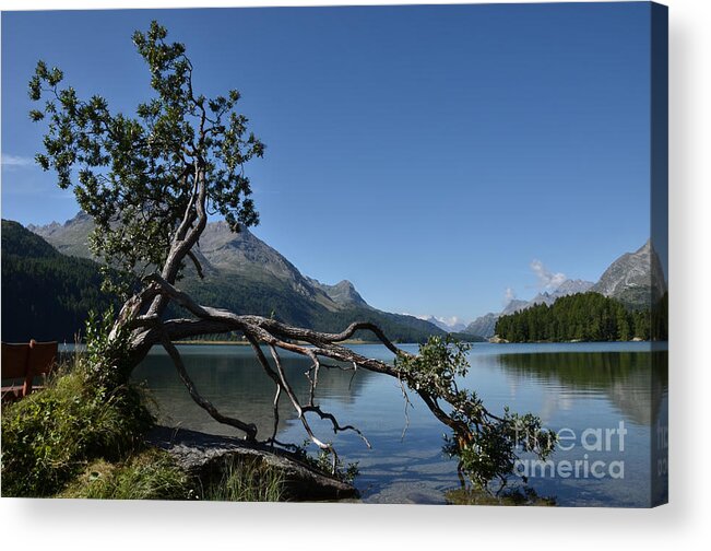 Lonesome Tree Acrylic Print featuring the photograph Lonesome Tree by Bruno Santoro