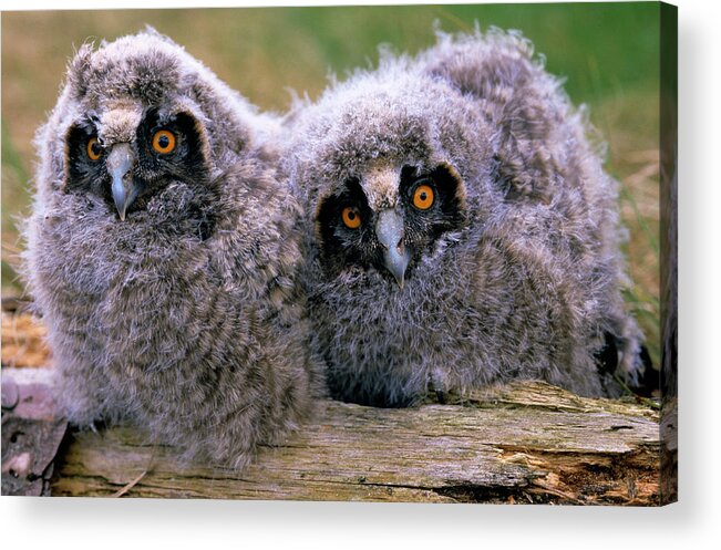 Fn Acrylic Print featuring the photograph Long-eared Owl Asio Otus Two Owlets by Do Van Dijck