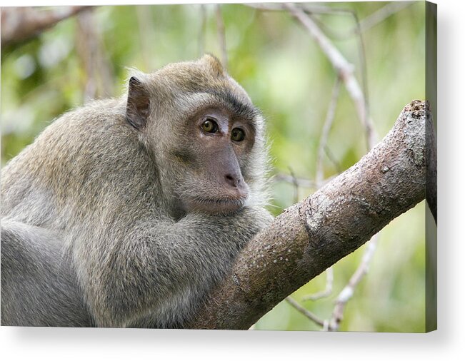 00479474 Acrylic Print featuring the photograph Long Tailed Macaque Male Tanjung Puting by Suzi Eszterhas