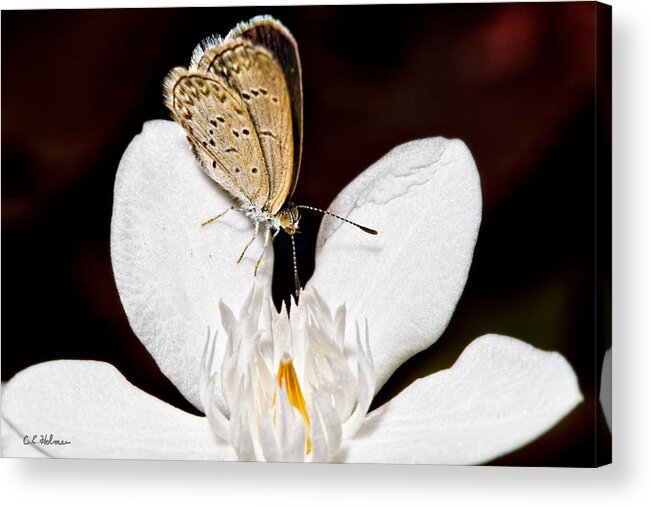 Butterfly Acrylic Print featuring the photograph Looking for a Snack by Christopher Holmes