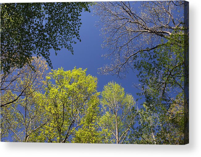 Tree Acrylic Print featuring the photograph Looking Up In Spring by Daniel Reed