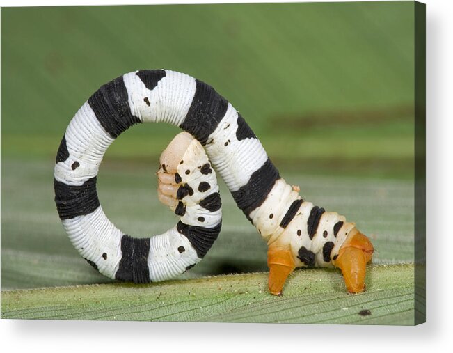 00476846 Acrylic Print featuring the photograph Looper Moth Caterpillar Atewa Range by Piotr Naskrecki