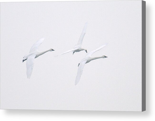 Swan Acrylic Print featuring the photograph Lost by Craig Leaper