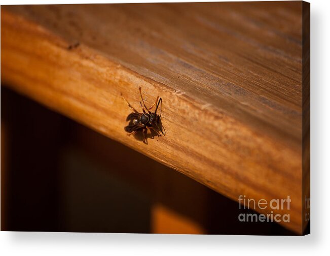 A Wasp On A Railing. Acrylic Print featuring the photograph Lost by Venura Herath