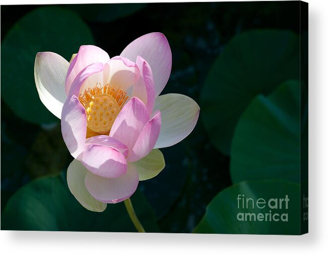 Lotus Acrylic Print featuring the photograph Lotus 1 by Catherine Lau