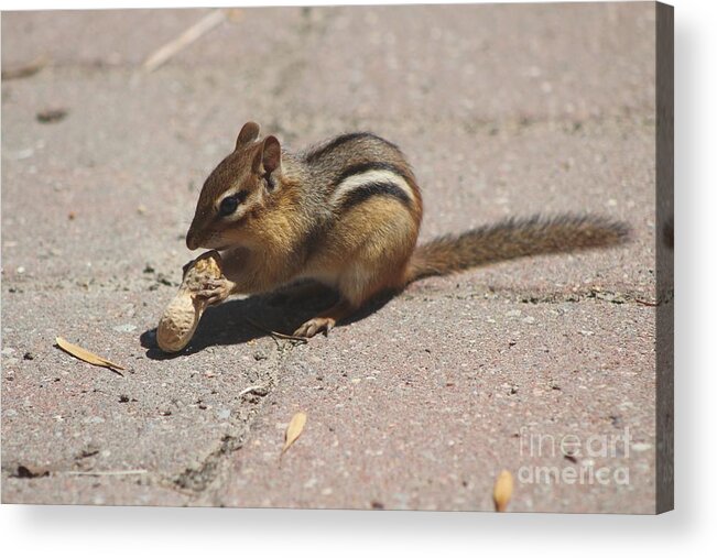 Chipmunk Acrylic Print featuring the photograph Love Peanuts by Margaret Hamilton