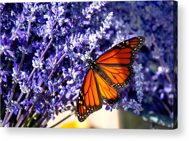 Butterfly Acrylic Print featuring the photograph Lovely Lavender by Cathy Kovarik