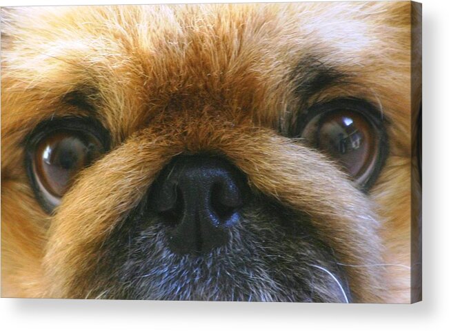  Acrylic Print featuring the photograph Loving Eyes by Jeanne Andrews