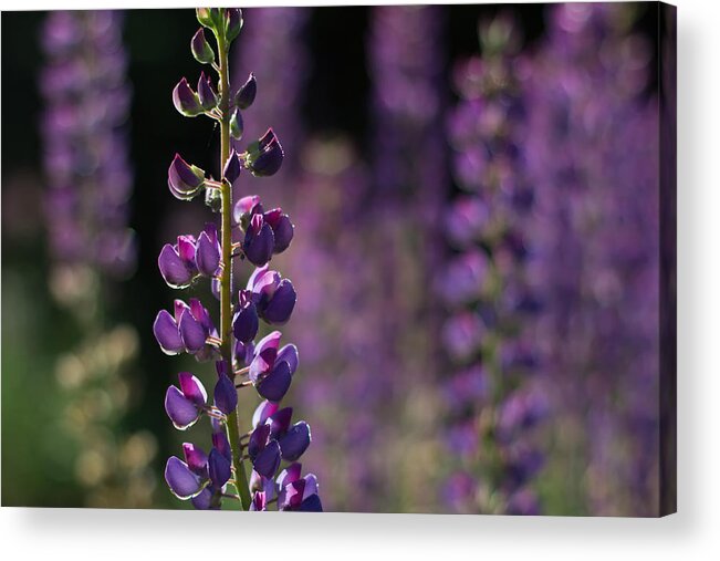 Canada Acrylic Print featuring the photograph Lupines by Jakub Sisak
