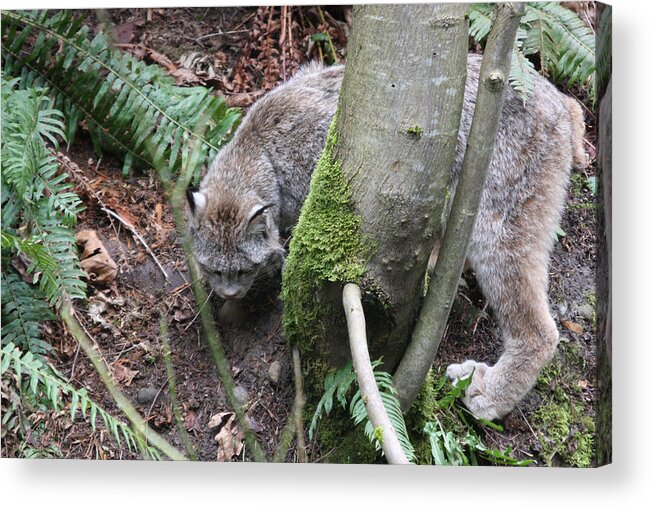 Northwest Trek Acrylic Print featuring the photograph Lynx - 0005 by S and S Photo