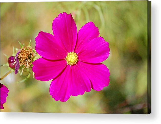 Magenta Blossom Acrylic Print featuring the photograph Magenta in Bloom by Mary McAvoy