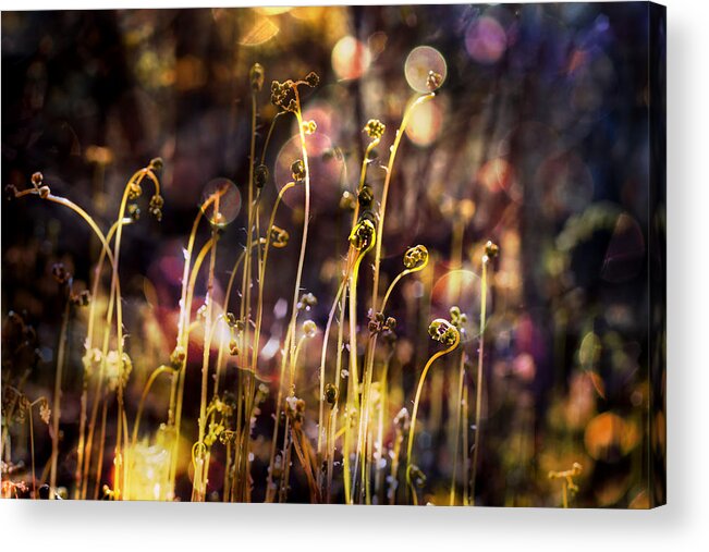 Ferns Acrylic Print featuring the photograph Magic of Spring by Michele Cornelius