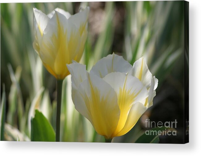 Tulips Acrylic Print featuring the photograph Magical Morning by Living Color Photography Lorraine Lynch