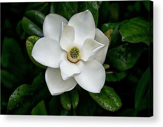 Magnolia Acrylic Print featuring the digital art Magnolia by Carrie OBrien Sibley