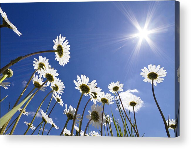 Mp Acrylic Print featuring the photograph Marguerite Leucanthemum Vulgare by Konrad Wothe